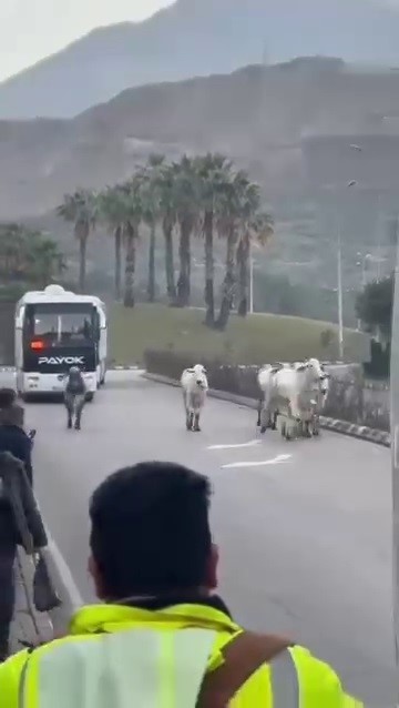 kaza yapan tirdan kacan anguslar sehir turunda 1 XeSUsHF6