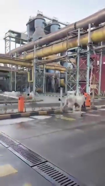 kaza yapan tirdan kacan anguslar sehir turunda 2 my5piVc9