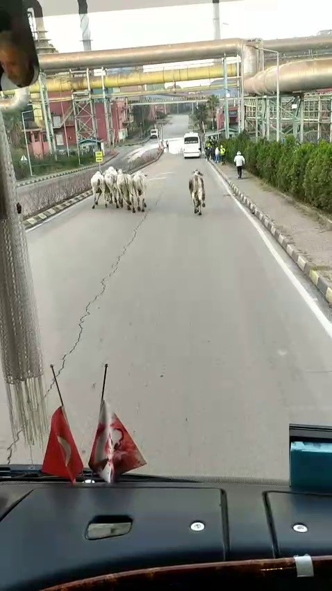 kaza yapan tirdan kacan anguslar sehir turunda 3 q6n1NjgD