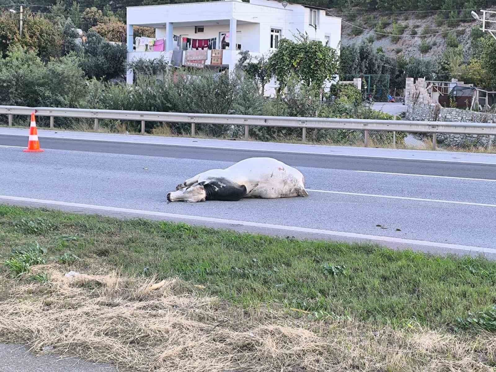 kaza yaptiktan sonra alevlere teslim olan tirdaki 2 kisi oldu tasinan anguslar otobana yayildi mcwawzl6