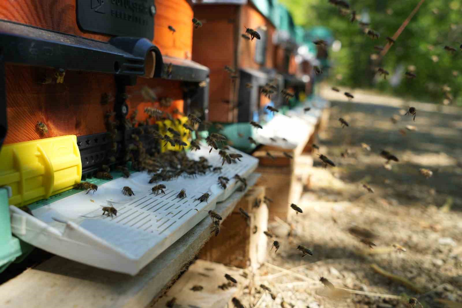 kazdaglarinda siyah bal hasadi basladi 2 1IcHjHLQ