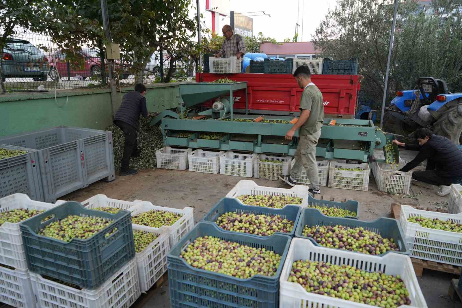 kazdaglarinda tescilli yesil cizik zeytin icin elek mesaisi basladi 0 mCzStNvi