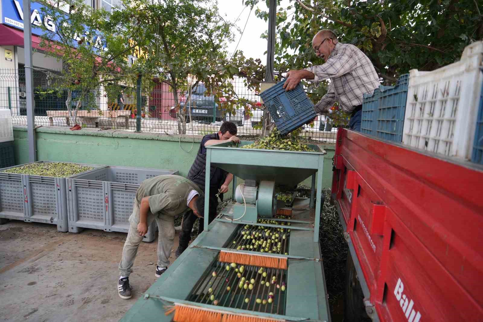 kazdaglarinda tescilli yesil cizik zeytin icin elek mesaisi basladi 2 vLWuOCkB