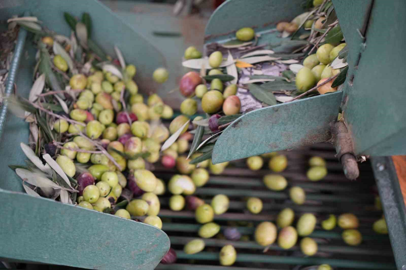 kazdaglarinda tescilli yesil cizik zeytin icin elek mesaisi basladi 3