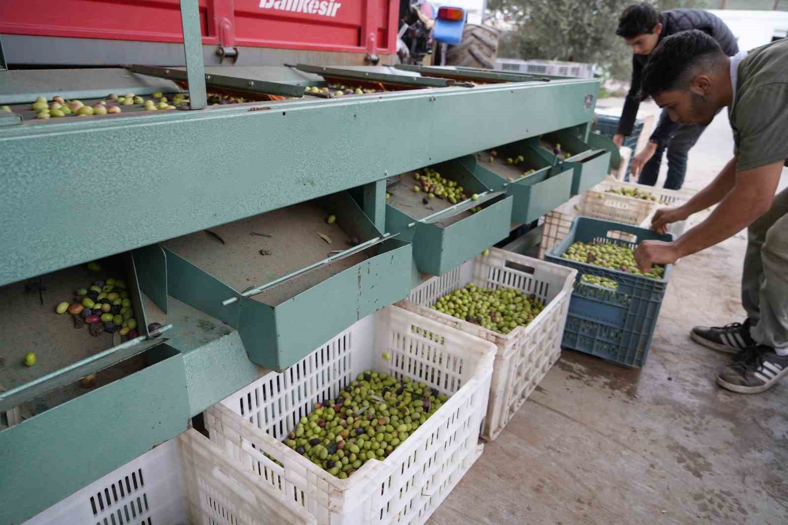 kazdaglarinda tescilli yesil cizik zeytin icin elek mesaisi basladi 4 vfyzHCNj