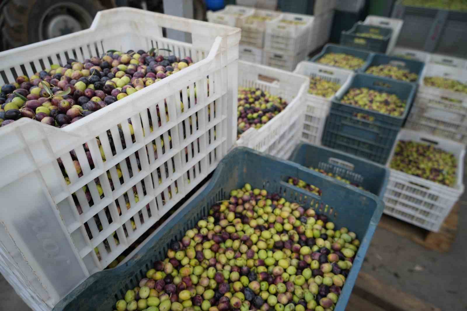 kazdaglarinda tescilli yesil cizik zeytin icin elek mesaisi basladi 5 HzALOFIC