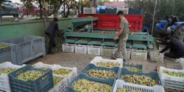 kazdaglarinda-tescilli-yesil-cizik-zeytin-icin-elek-mesaisi-basladi-7z5759Qb.jpg