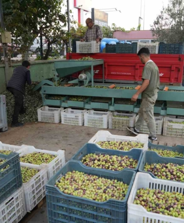 kazdaglarinda-tescilli-yesil-cizik-zeytin-icin-elek-mesaisi-basladi-7z5759Qb.jpg