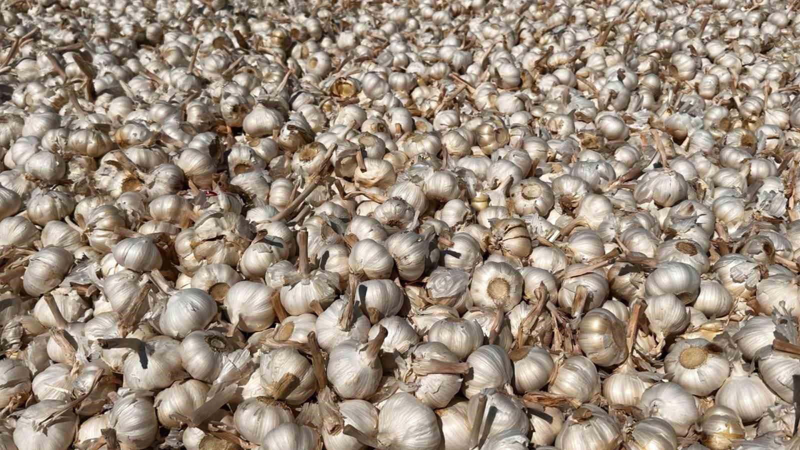 KBÜ, sarımsakta Fusarium hastalıklarına karşı bilimsel çözüm geliştirdi 6 kbu sarimsakta fusarium hastaliklarina karsi bilimsel cozum gelistirdi 2 j9Ej9srF