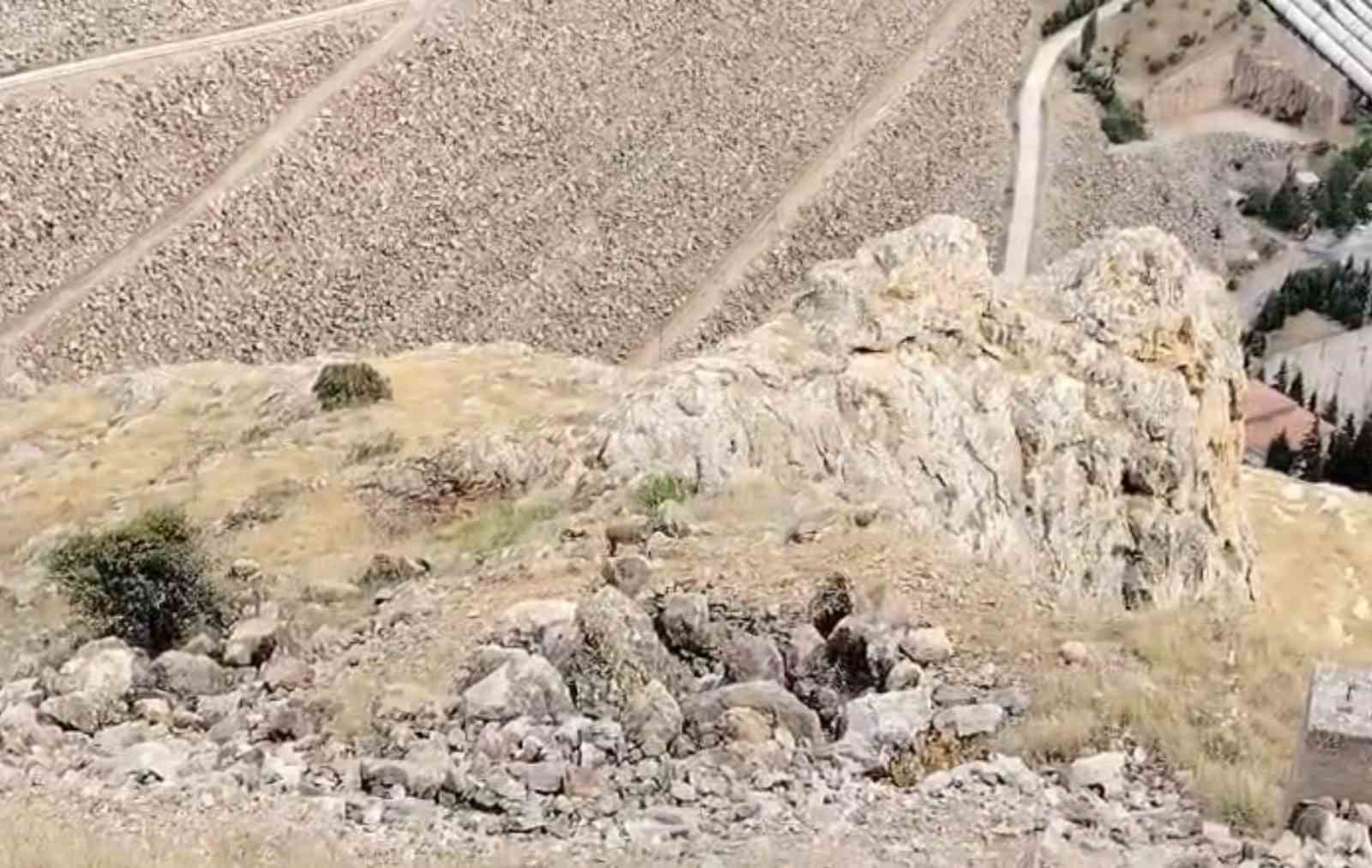 kebanda dag kecileri suru halinde goruldu 0 W4bIOi8Y