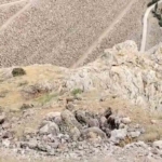 kebanda-dag-kecileri-suru-halinde-goruldu-y9IFZweZ.jpg