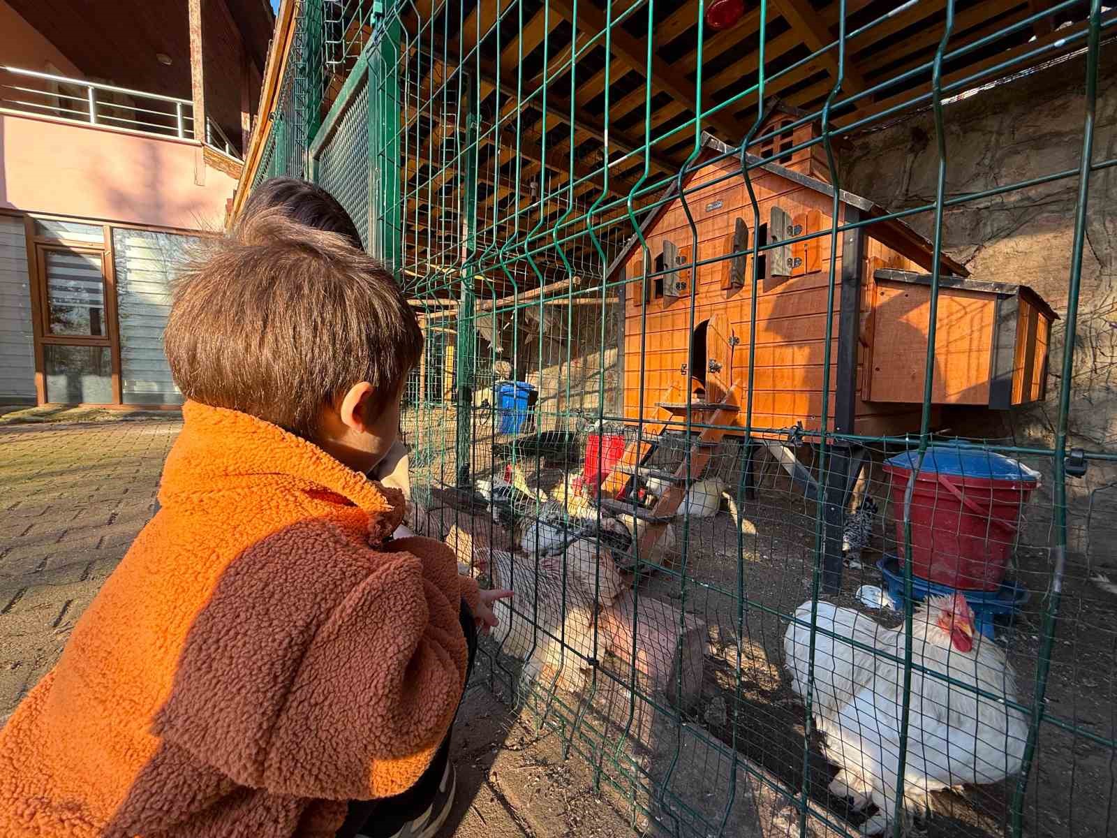 keci ordek tavuk tavsan hepsinin gorevi cok ozel 5 FD9VZiPP