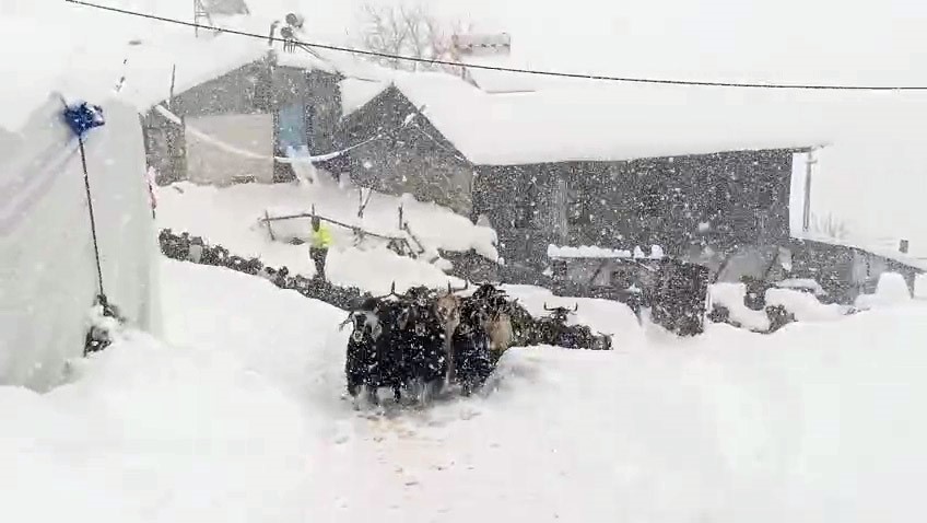 kecilerin inadi yarim metreyi bulan kara yenilmedi 0 BqzTXKab