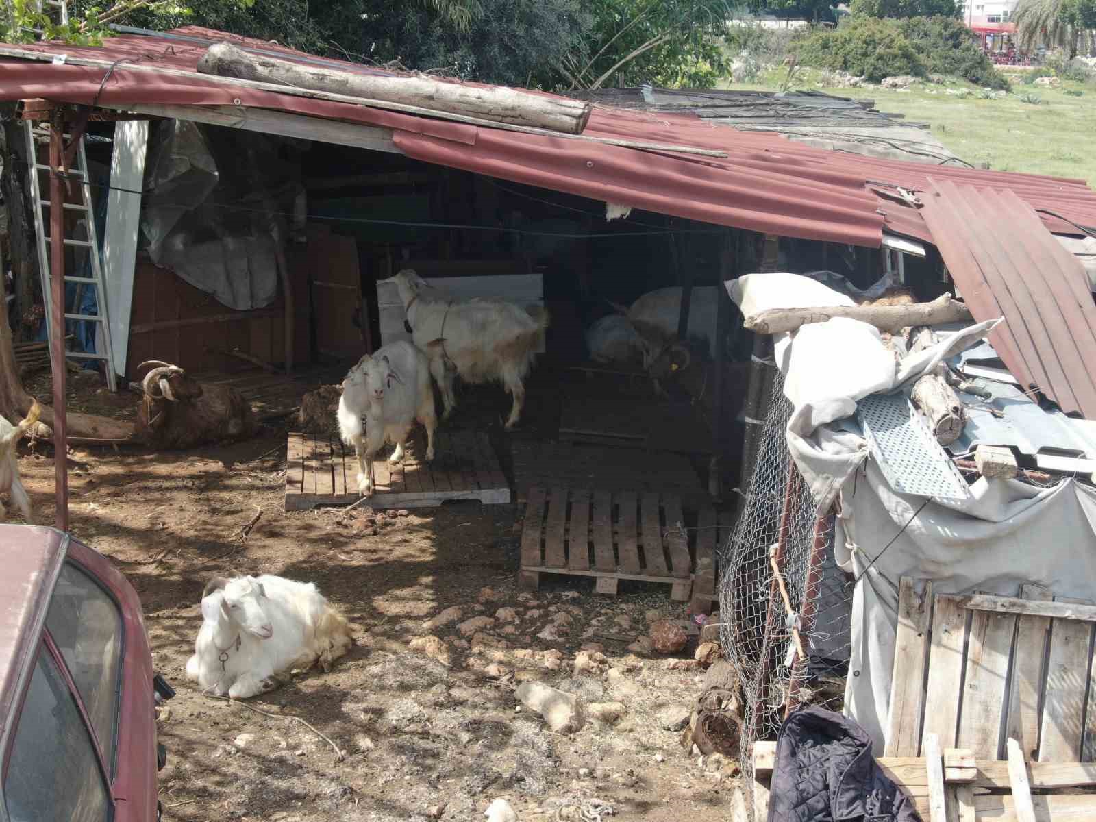 kecileriyle omur gecirdiler sikayetle yikildilar uykularimiz kacti 4 cDshkYb4