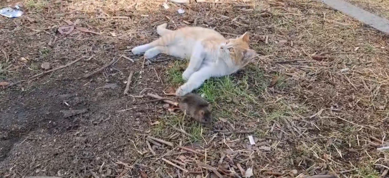 kedi ile farenin dostlugu sasirtti 1 uZNcUc2m