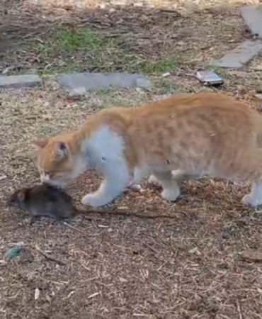 kedi-ile-farenin-dostlugu-sasirtti-rdTXp6eH.jpg