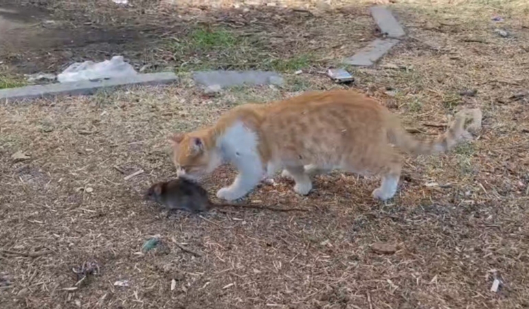 kedi-ile-farenin-dostlugu-sasirtti-rdTXp6eH.jpg