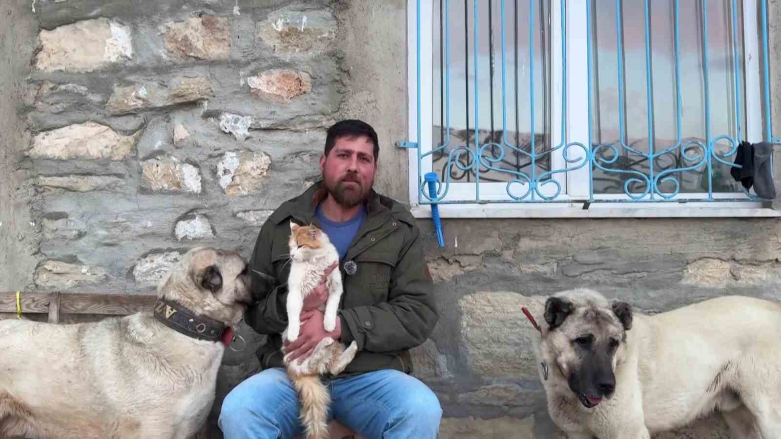 Kedi ile Kangal köpeklerinin dostluğu görenleri şaşırtıyor 5 kedi ile kangal kopeklerinin dostlugu gorenleri sasirtiyor 1 hZmpuc9L
