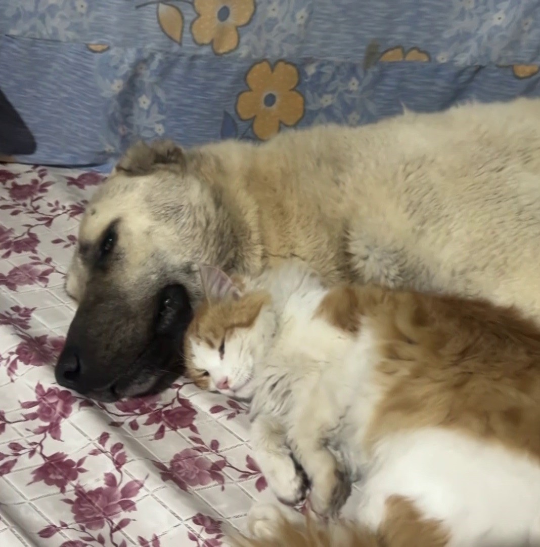 Kedi ile Kangal köpeklerinin dostluğu görenleri şaşırtıyor 6 kedi ile kangal kopeklerinin dostlugu gorenleri sasirtiyor 2 C8DWnzzj
