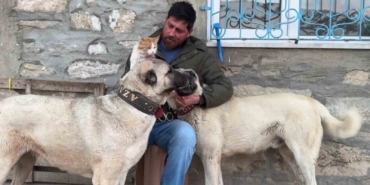 kedi-ile-kangal-kopeklerinin-dostlugu-gorenleri-sasirtiyor-2rR1wE3S.jpg