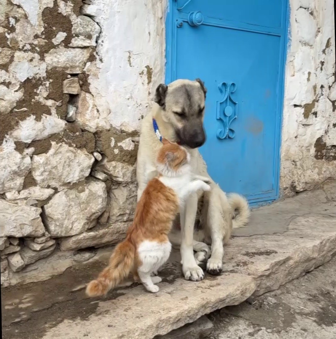Kedi ile Kangal köpeklerinin dostluğu görenleri şaşırtıyor 7 kedi ile kangal kopeklerinin dostlugu gorenleri sasirtiyor 3 hNkmpDGw