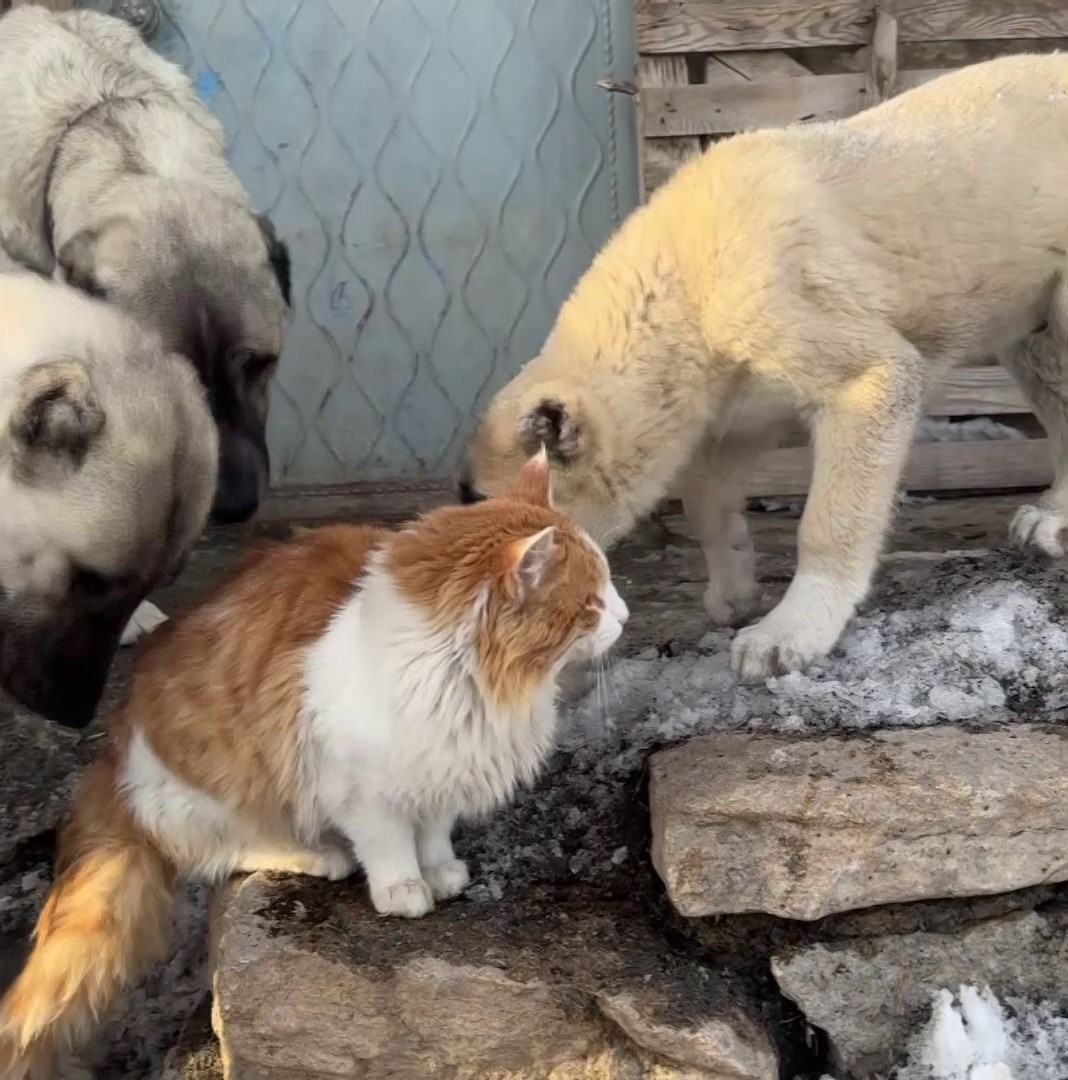 Kedi ile Kangal köpeklerinin dostluğu görenleri şaşırtıyor 8 kedi ile kangal kopeklerinin dostlugu gorenleri sasirtiyor 4 jEbBPDUj