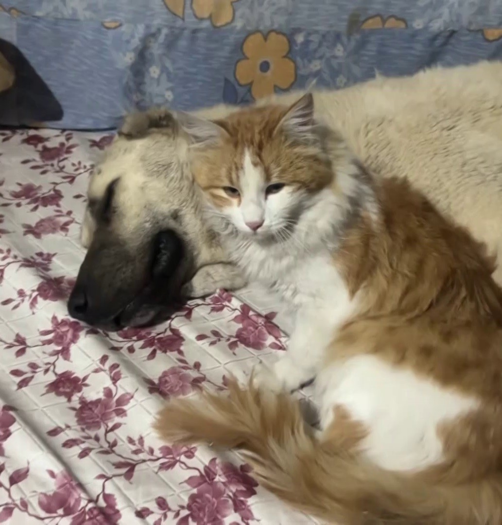 Kedi ile Kangal köpeklerinin dostluğu görenleri şaşırtıyor 9 kedi ile kangal kopeklerinin dostlugu gorenleri sasirtiyor 5 C2awINQv