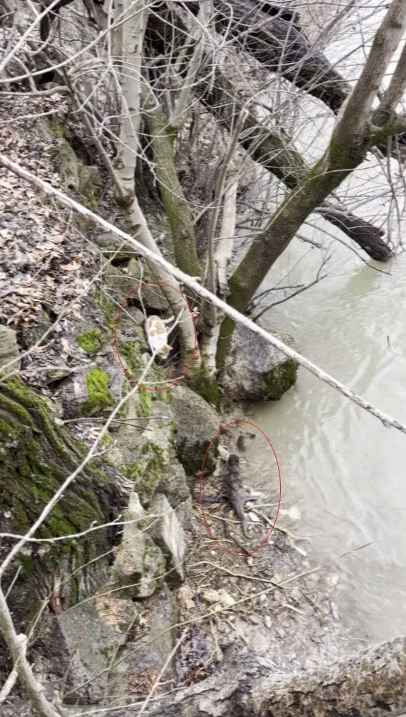 kedi ile su samurunun saklambac oyunu kameraya yansidi 0 Z9neGGru