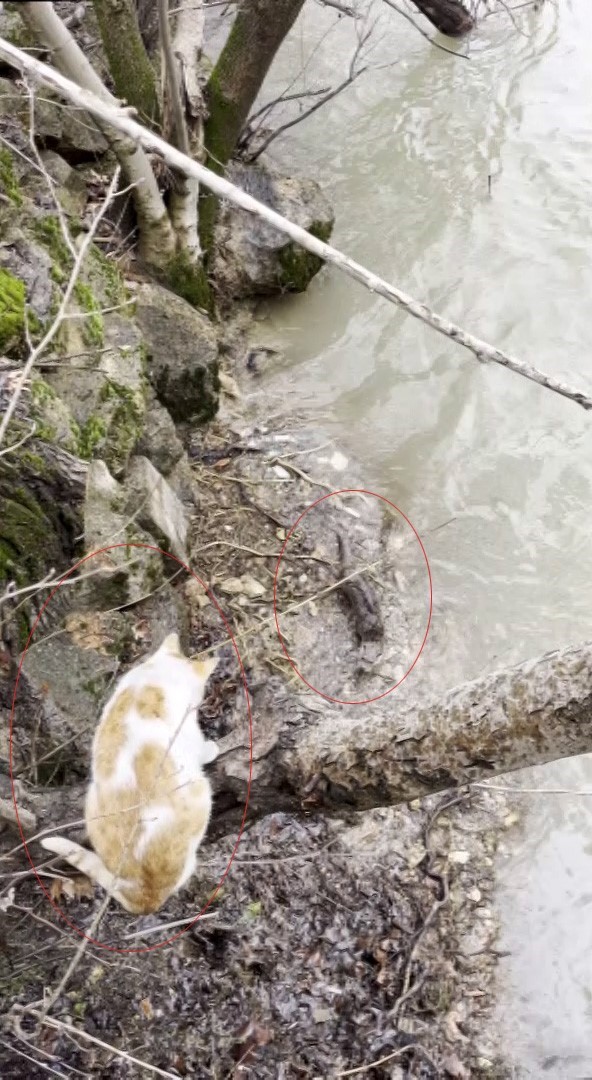 kedi ile su samurunun saklambac oyunu kameraya yansidi 1 mRKykkYp