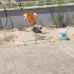 kedi-ile-yilanin-kavgasi-kamerada-dQdQq5GE.jpg