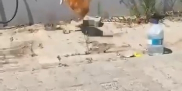 kedi-ile-yilanin-kavgasi-kamerada-dQdQq5GE.jpg