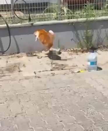 kedi-ile-yilanin-kavgasi-kamerada-dQdQq5GE.jpg