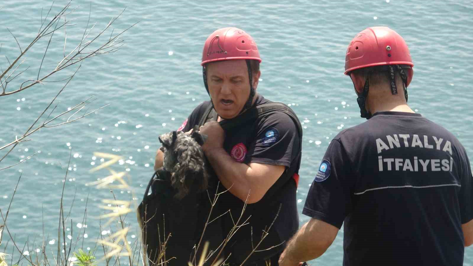 kedi kovalarken falezlerden dusup mahsur kalan kopege film gibi kurtarma operasyonu 0 5Zp4hhiJ
