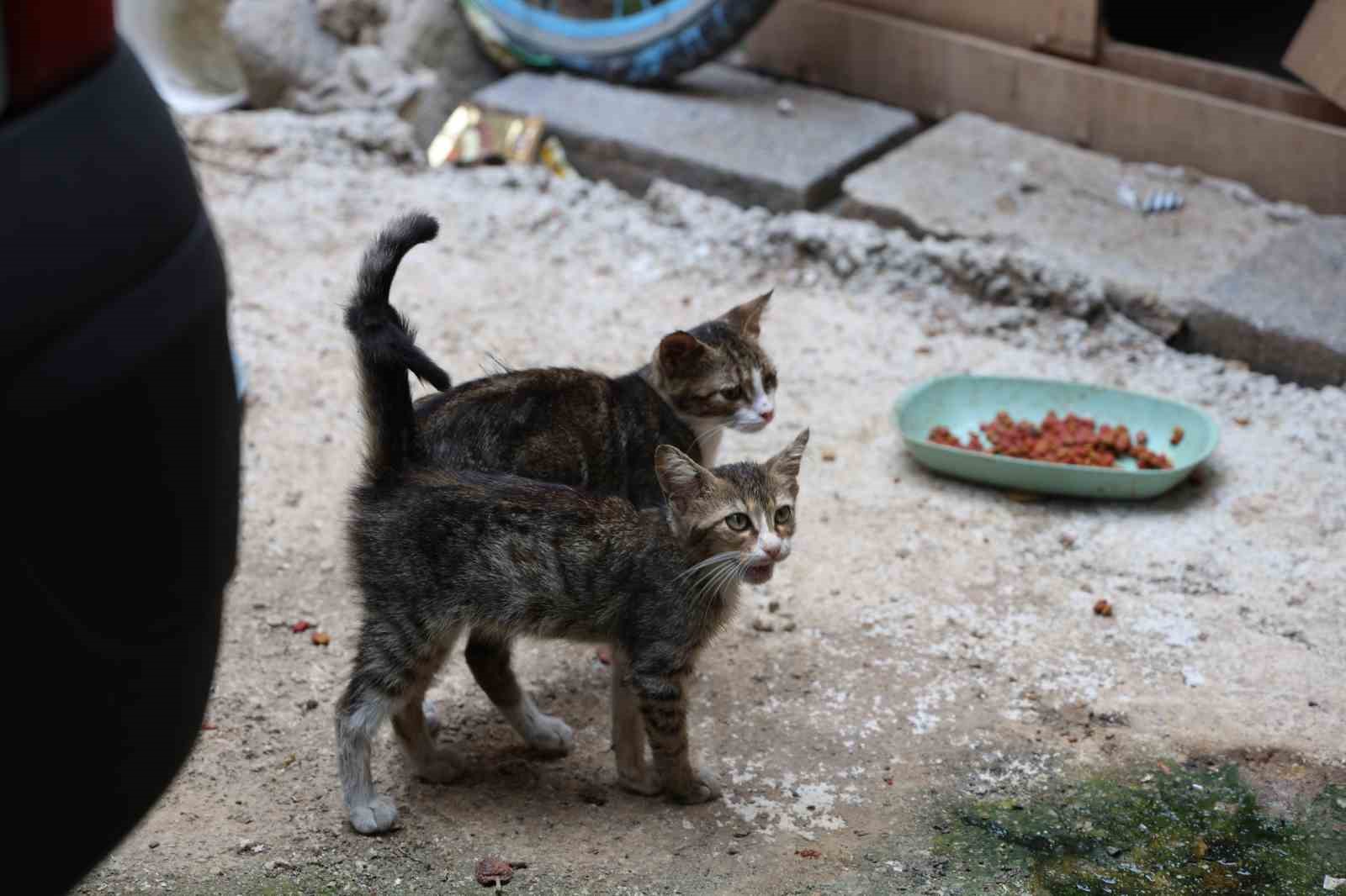 kedi mamasi calan hirsiz vatandasi canindan bezdirdi 4 Ec6weENg