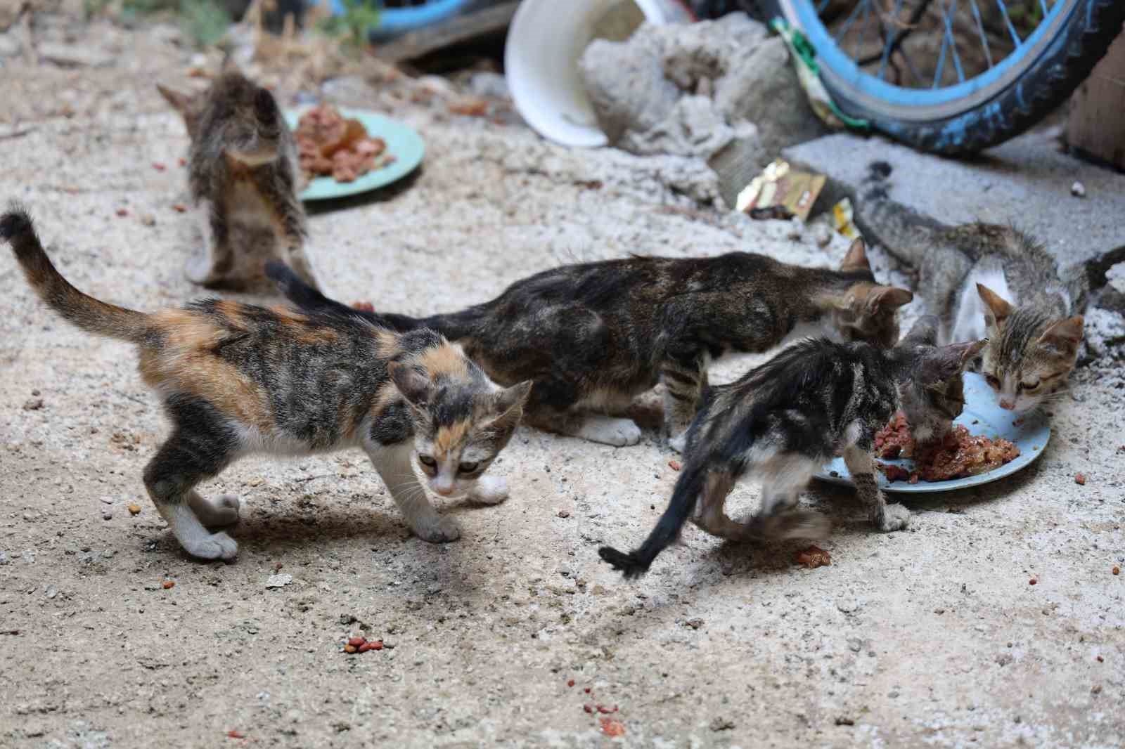 kedi mamasi calan hirsiz vatandasi canindan bezdirdi 5 B1jBEpNG