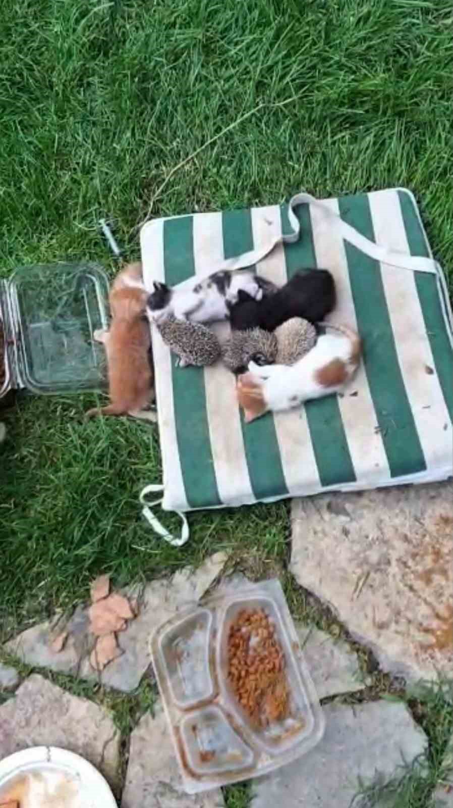 kedi ve kirpilerin sut kardesligi 1 QUyOkkl8
