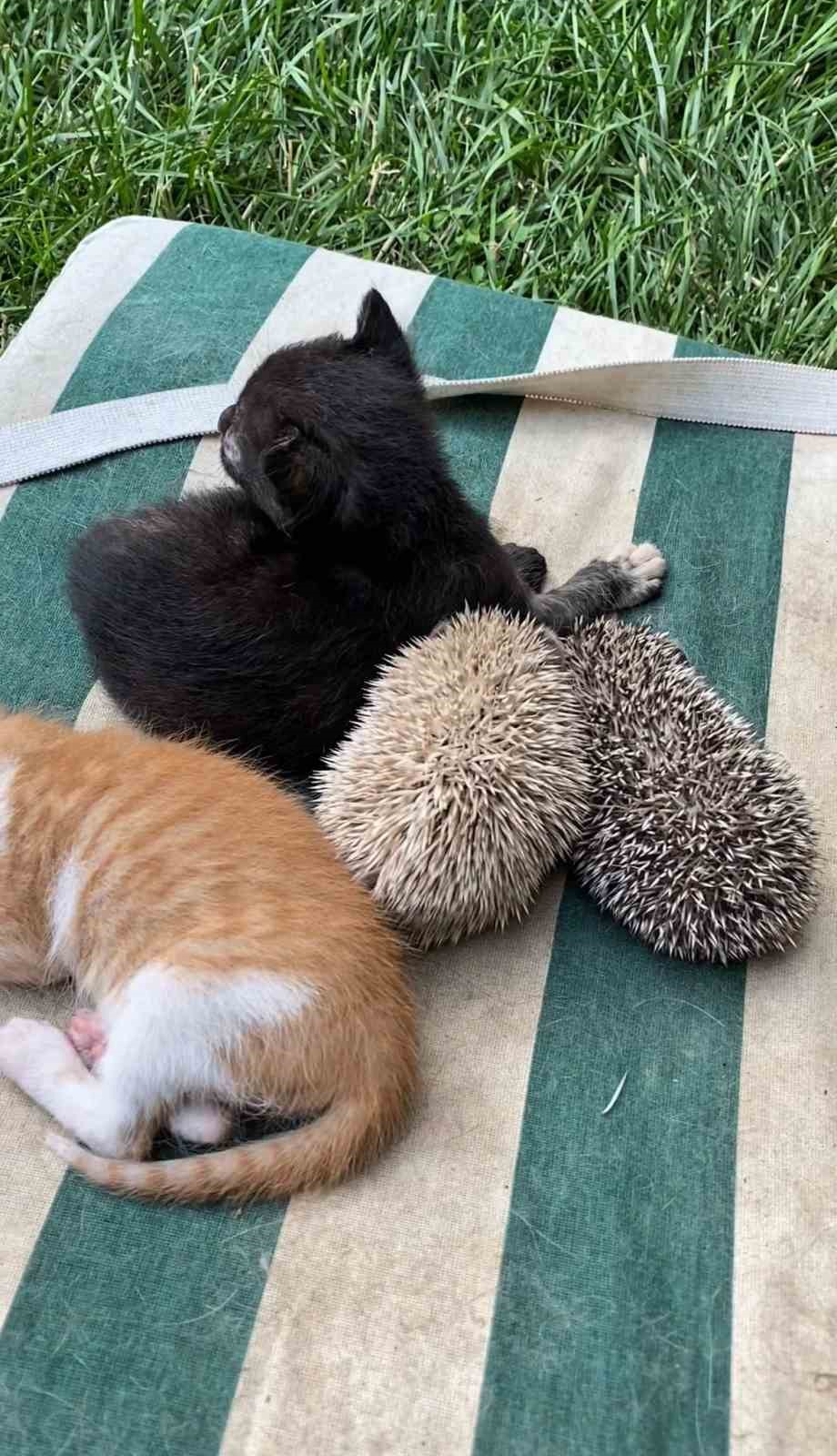 kedi ve kirpilerin sut kardesligi 2 3yi4V8Fe