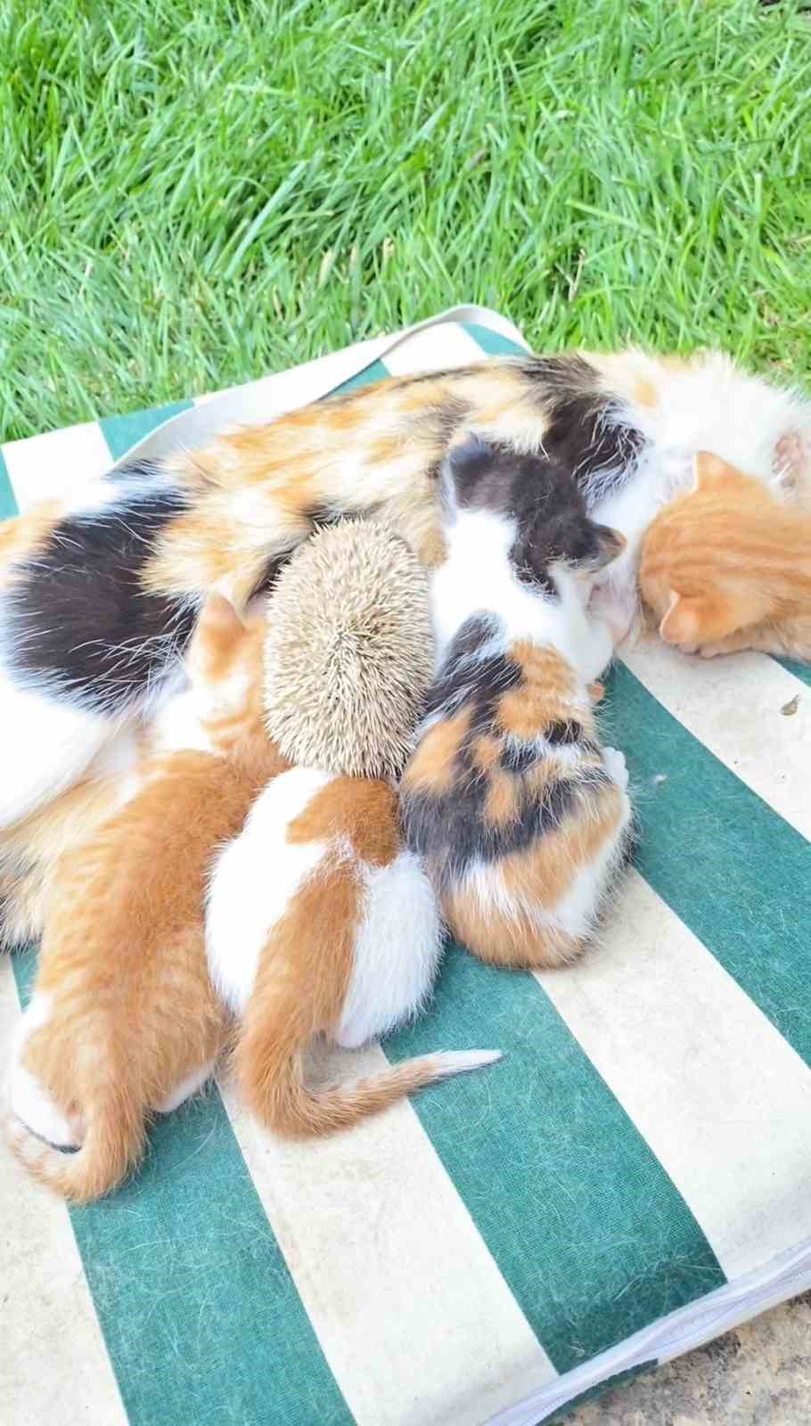 kedi ve kirpilerin sut kardesligi 3 bu5AawMW