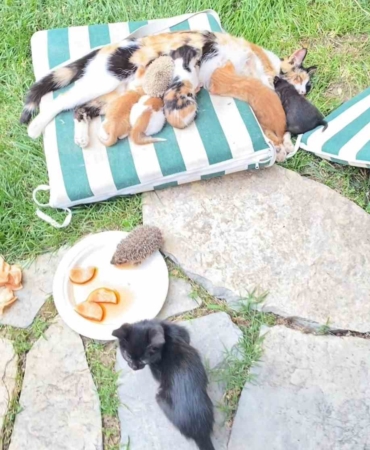 kedi-ve-kirpilerin-sut-kardesligi-CTi9vb1A.jpg