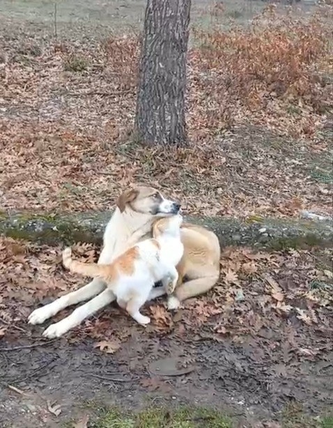 kedi ve kopegin dostlugu yuzleri guldurdu 1 Z7QhK7D2