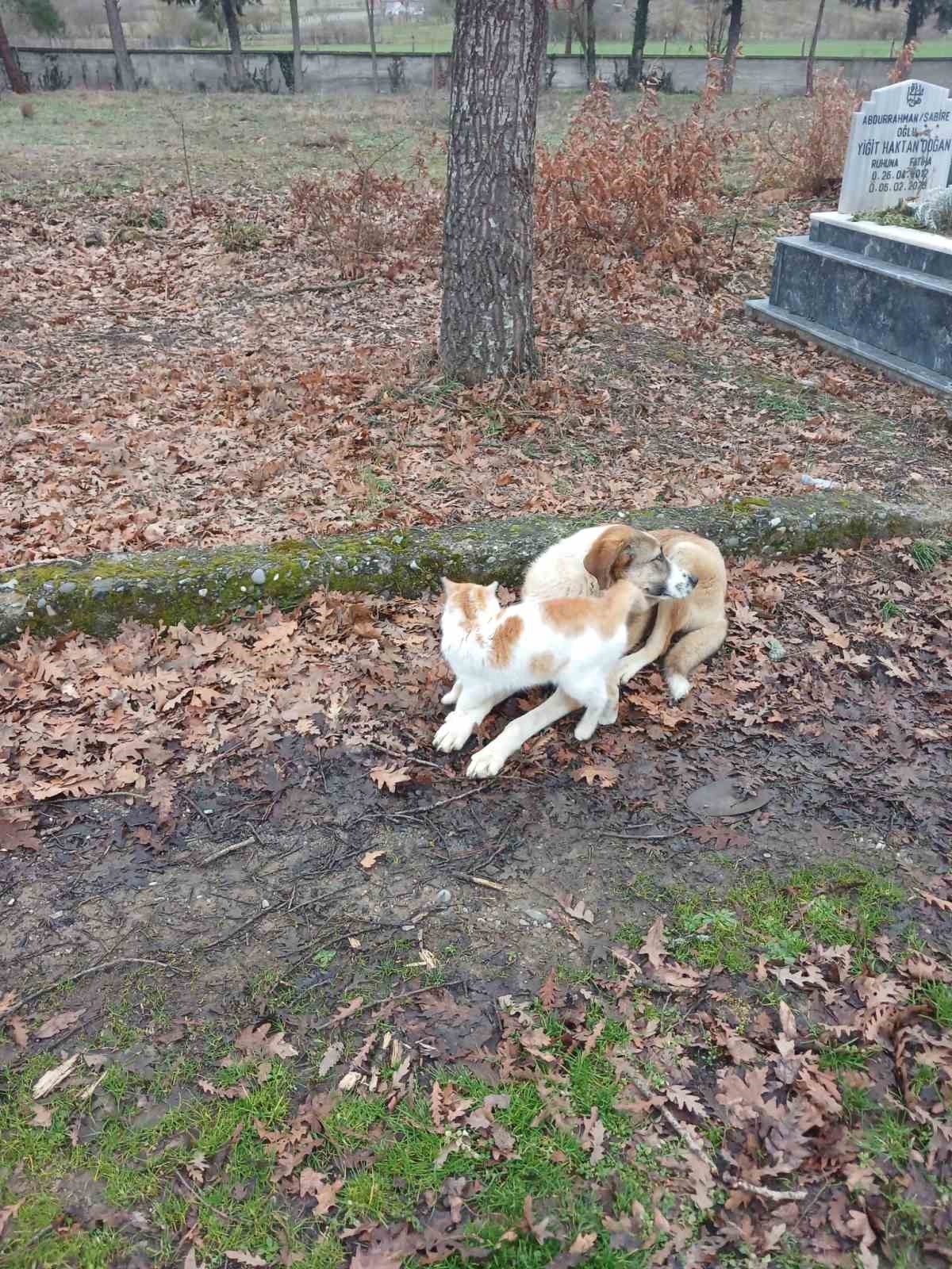 kedi ve kopegin dostlugu yuzleri guldurdu 2 454a4qsB