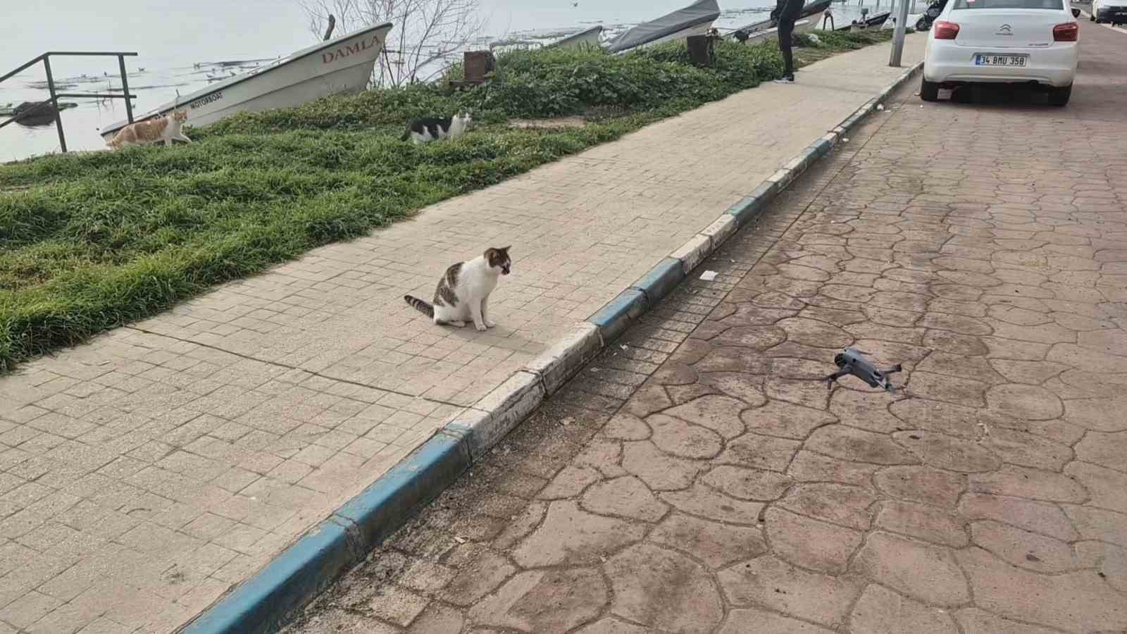 kediler dronu fare sandi ortaya renkli goruntuler cikti 1 MAwj9qiH