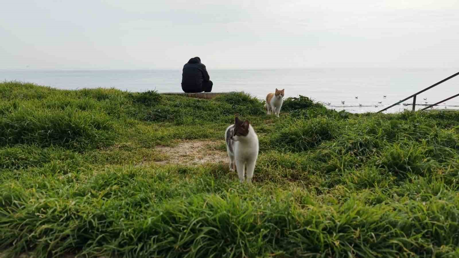 kediler dronu fare sandi ortaya renkli goruntuler cikti 2 zhB3cMYZ