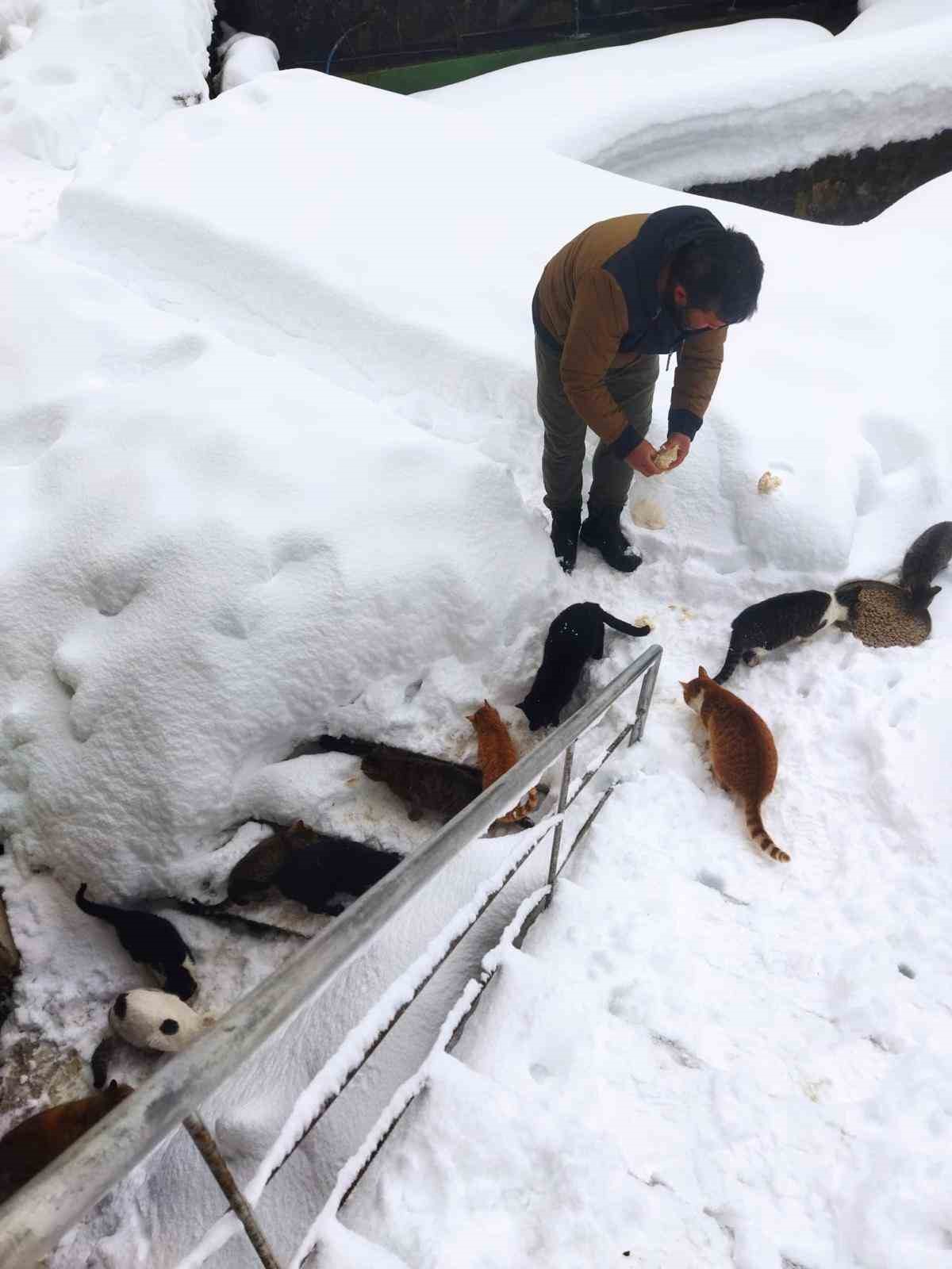 kedilerin karda yurumeye calistigi anlar renkli goruntuler olusturdu 1 A5M4INPU