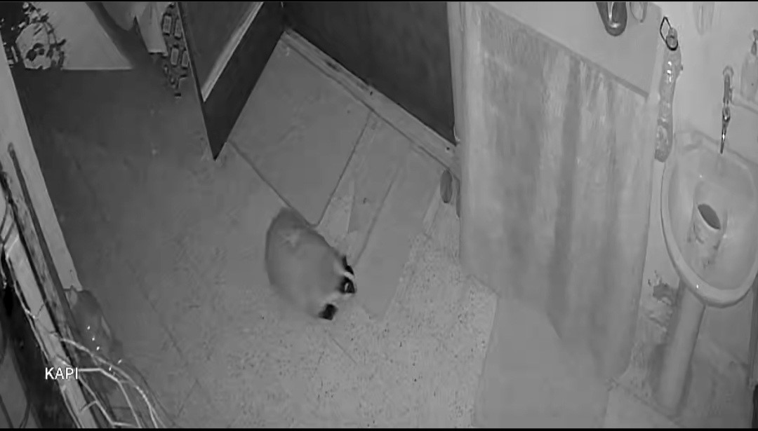 kedilerinin mamasina dadanan porsuk icin evine alarm sistemi kurdu 0 F1sfntHK
