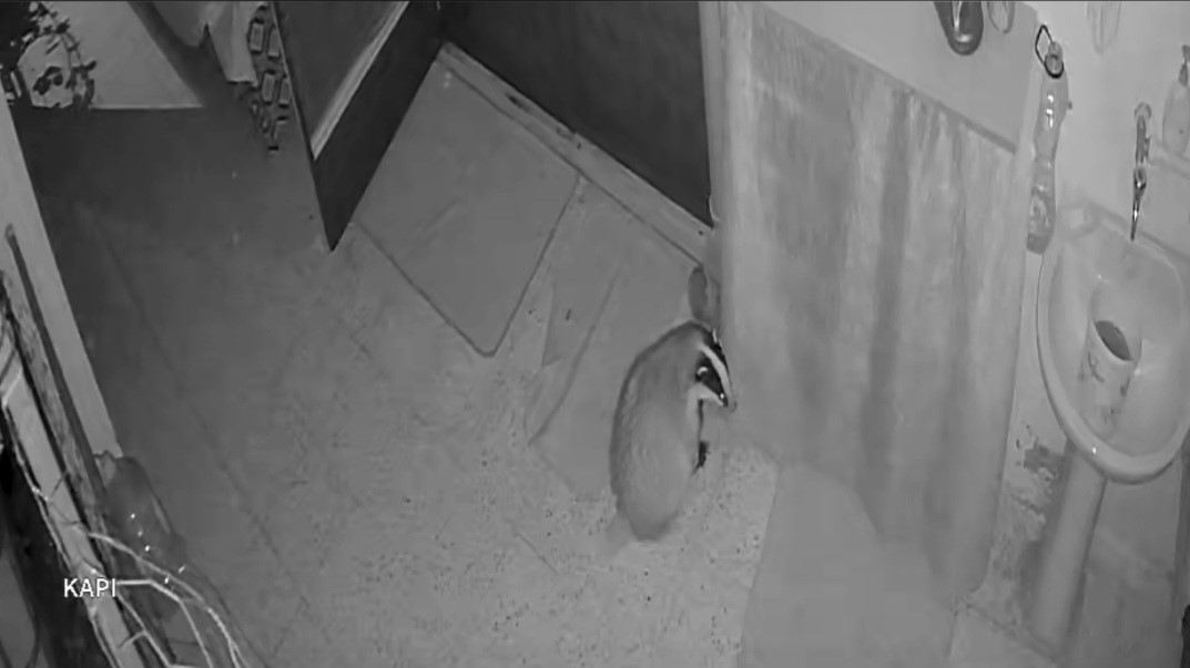 kedilerinin mamasina dadanan porsuk icin evine alarm sistemi kurdu 1 asyMZUvD