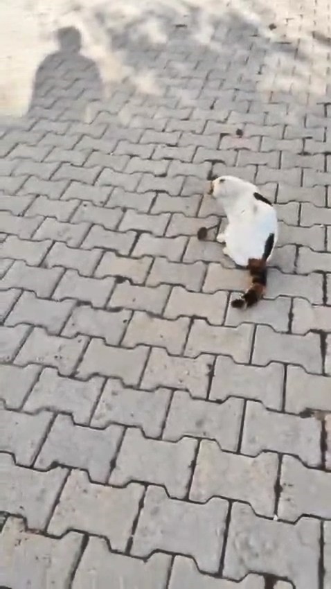 kedinin fareyle oyunu kamerada 0 GPQ1GO7P