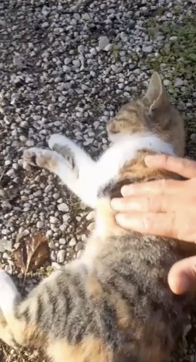 kediye kalp masaji yapti hayata dondurdu 3