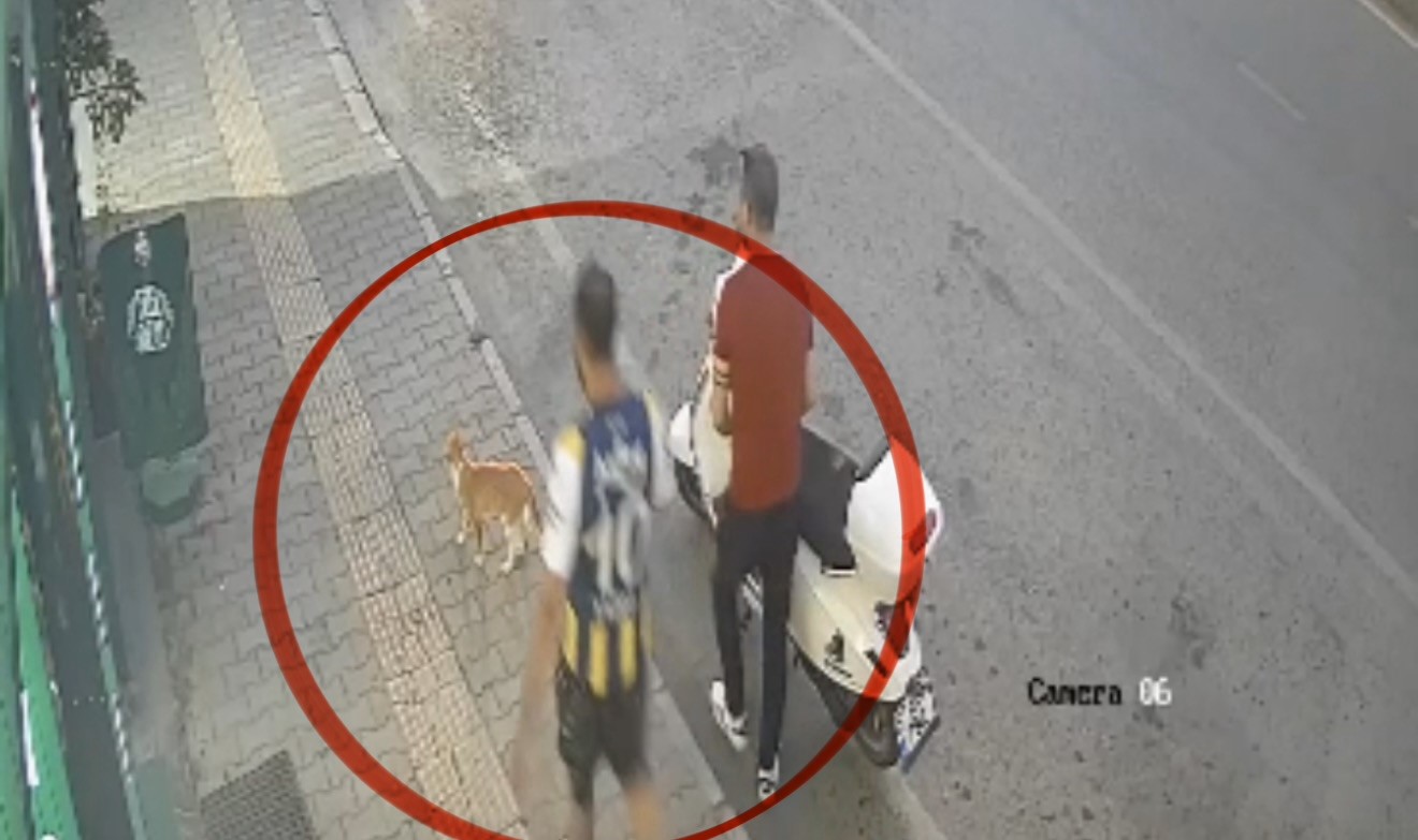 Kediye tekme atarken kameraya yansıyan şahıs yakalandı 6 kediye tekme atarken kameraya yansiyan sahis yakalandi 2 ENKjETuI