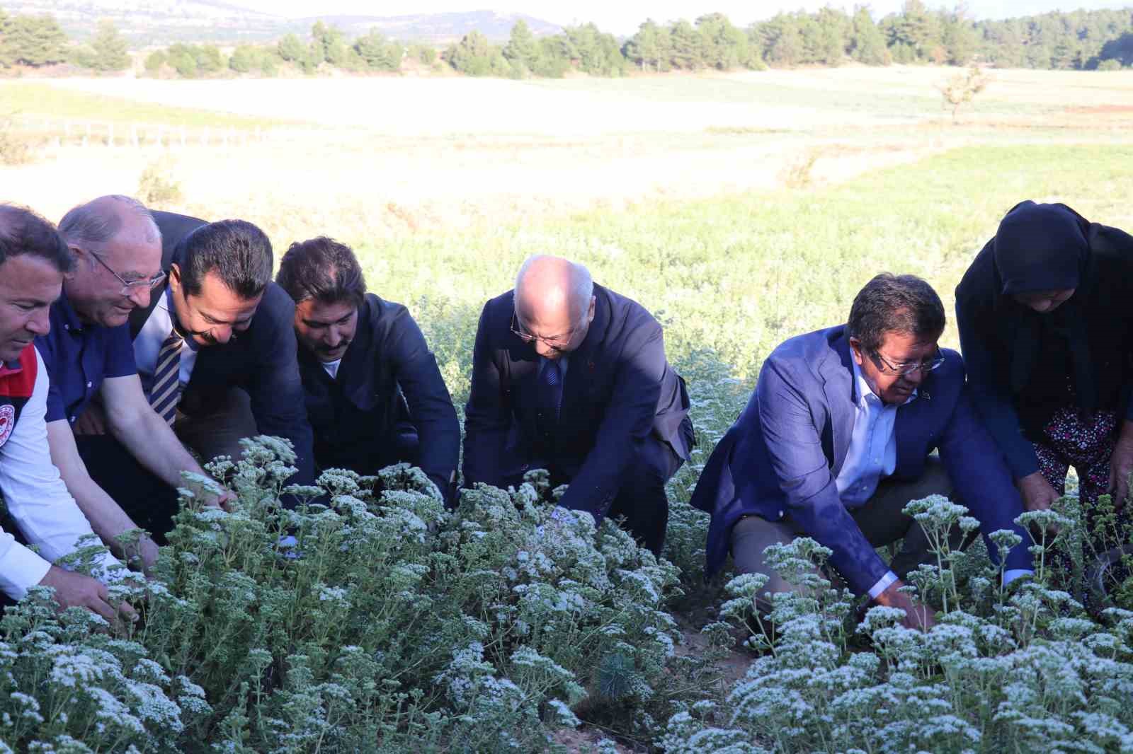 Kekiğin ambarında ilk orak vuruldu 12 kekigin ambarinda ilk orak vuruldu 8